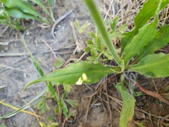 Pseudopodospermum undulatum