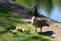 Branta canadensis