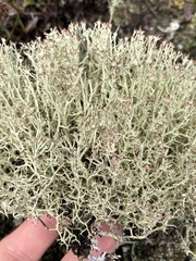 Cladonia amaurocraea