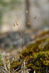 Sabulina tenuifolia