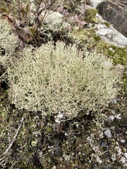 Cladonia amaurocraea