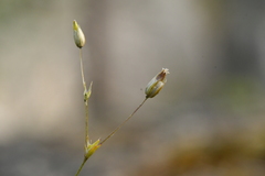 Sabulina tenuifolia