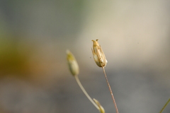 Sabulina tenuifolia