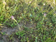 Pseudopodospermum undulatum