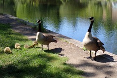 Branta canadensis