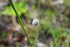 Lachnocaulon
