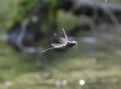 Gomphaeschna furcillata