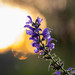 Meadow Sage - Photo (c) floriankreppel, some rights reserved (CC BY-NC), uploaded by floriankreppel