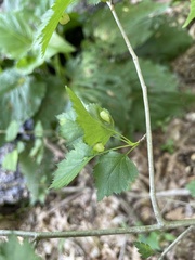 Blaesodiplosis venae