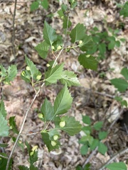 Blaesodiplosis venae