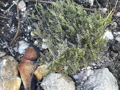 Disparago ericoides