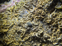 Acanthochitona crinita