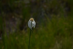 Rhynchospora colorata