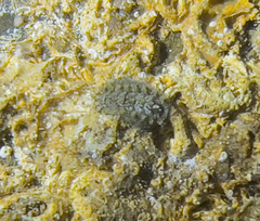 Acanthochitona crinita
