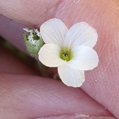 Arenaria cerastioides image