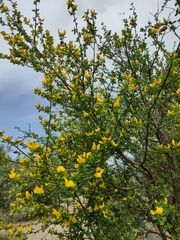 Genista patens