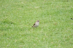 Passer domesticus