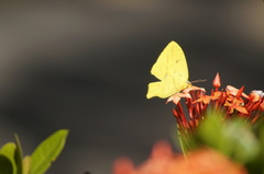 Phoebis neocypris