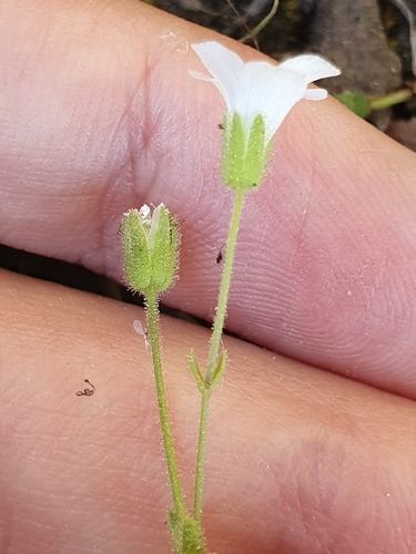 Arenaria cerastioides image