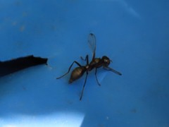 Myrmecothea myrmecoides