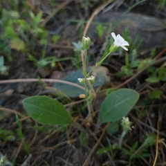 Arenaria cerastioides image