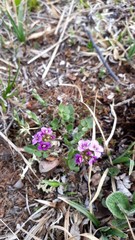 Cardamine purpurea