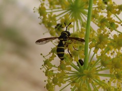 Ceriana vespiformis