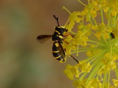 Ceriana vespiformis