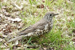 Turdus viscivorus