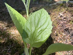 Rugelia nudicaulis