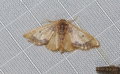 Idaea kendallaria