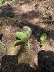 Rugelia nudicaulis