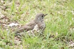 Turdus viscivorus