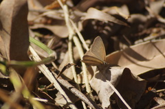 Cissia phronius