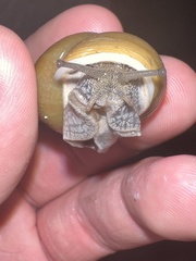 Zachrysia provisoria