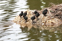 Gallinula chloropus
