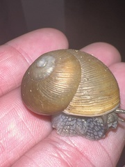 Zachrysia provisoria