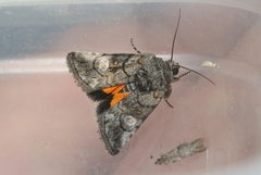 Copanarta aurea