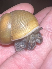 Zachrysia provisoria