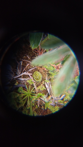 Black-speckled Palm Pit Viper