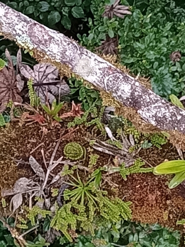 Black-speckled Palm Pit Viper