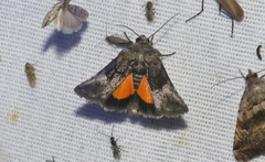 Copanarta aurea