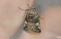 Copanarta aurea
