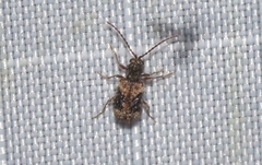Ptinus texanus