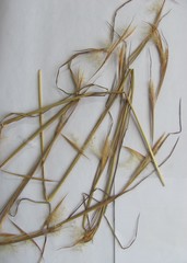 Andropogon virginicus virginicus