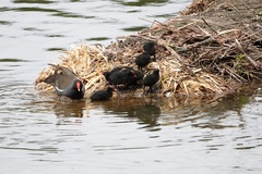 Gallinula chloropus