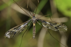 Leptotarsus binotatus