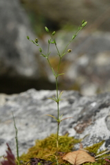 Sabulina tenuifolia