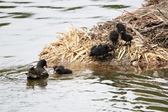 Gallinula chloropus