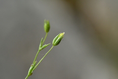 Sabulina tenuifolia